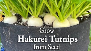 How to Grow Turnips from Seed in Containers | Japanese Hakurei Salad Turnips