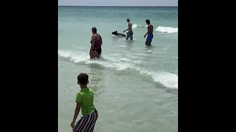 BEAR🏝️🐻GOES SURFING ON A CROWDED BEACH🏖️🌊🐻💫😎