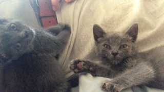 Kitten Cries When Human Stops Petting It