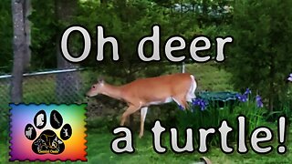 Gemini Oasis Animals: Oh Deer a Turtle!