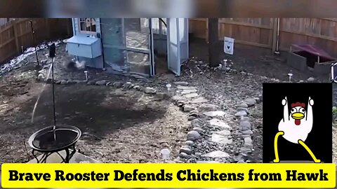 Braverooster defends chickens from hawk