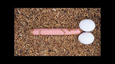 10 000 MEALWORMS vs BIG SAUSAGE - TIMELAPSE VIDEO