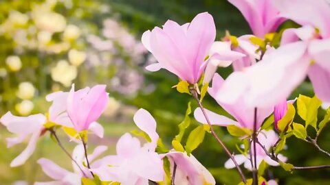 Most Beautiful Garden and flowers Free HD Video No Copyright