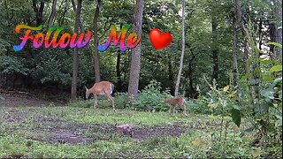 Doe and Fawn playing follow along on the hilltop