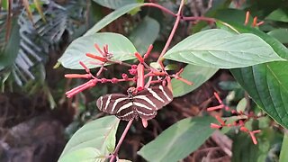 Burgers zoo dierentuin zoo impressie met vrienden. Bush Mangrove Ocean. Vlindertuin Jungle pad mooi