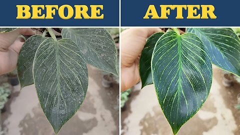 Clean plant leaves | A way you didn't know about