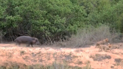 A mother hippo gets angry when her child is preyed upon by a lion