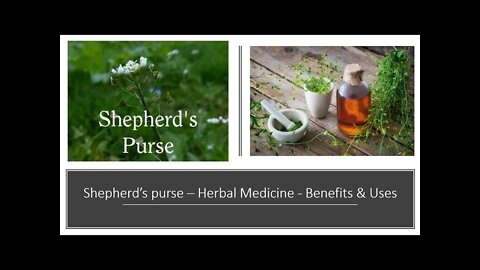 Shepherds purse - Herbal Medicine Benefits