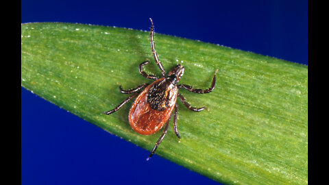 Here's what you need to know and lookout for this tick season