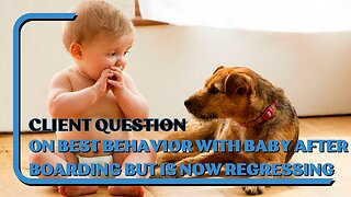 Client Q: Our Dog Came Home On Best Behavior From Boarding But Is Back To Growling At Our Baby, Why?