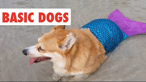 Basic Dogs | Funny Dog Video Compilation 2017