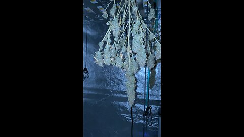 Plants are Drying