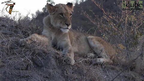 LIONS: Following The Pride 59: Lone Sub Adult