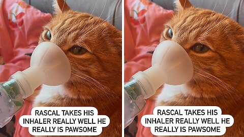 Cat Takes His Inhaler Like A Champ