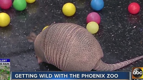 Meet Delilah the armadillo from the Phoenix Zoo