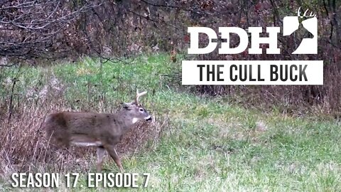 The Reality of Cull Bucks | Deer & Deer Hunting TV