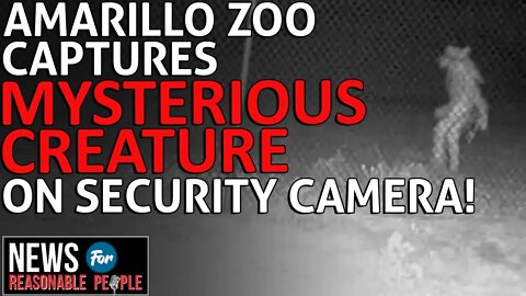 Mysterious Creature Caught on Video Outside Amarillo Zoo