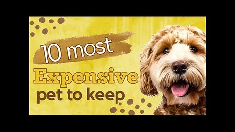 Top 10 most expensive pets to keep
