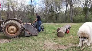 Cutting trees for Earth day