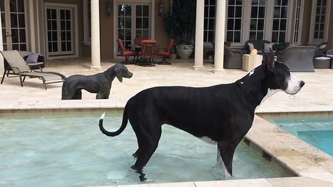 Katie the Great Dane drinks in the pool with Bronze Great Dane Statue