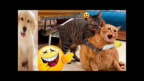 Funniest Cat and Dog videos 😻🐶 Funny Animals Videos 2023