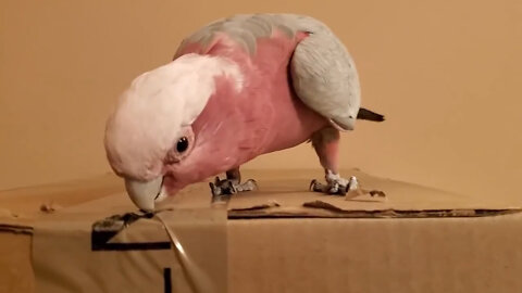 Cockatoo Wants To See What is Inside The Boxes And Argues Continuously With Her Master