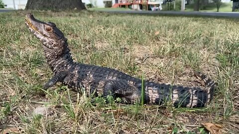 🐊 enjoying the sunshine!