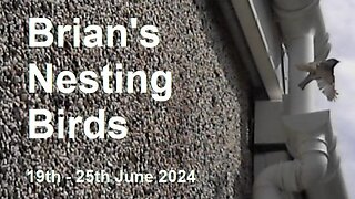 Brian's Nesting Birds - June 2024