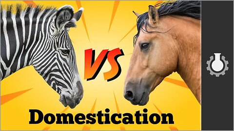 Why Zebra Are Terrible Horses