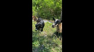 Goats eating grass.