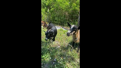 Goats eating grass.