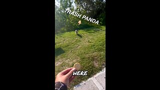 Trash Panda eats a Treat… #cuteanimals #trashpanda