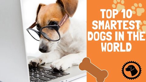 Top 10 Smartest Dogs in the World | DOG BLOG 🐶 #BrooklynsCorner