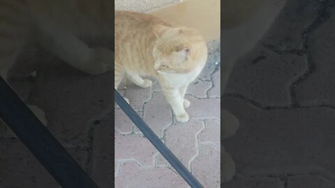 Big Stray Cat Living in Our Shelter - Cute Cat Video 😂