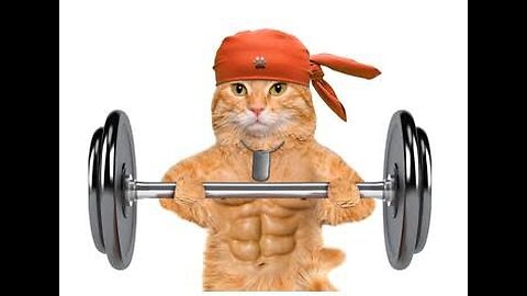 Cat joining the gym 😄 😁 funny cats video
