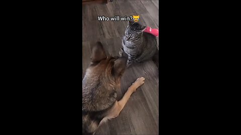 Funny Dog and Cat Fight 😹 WWE