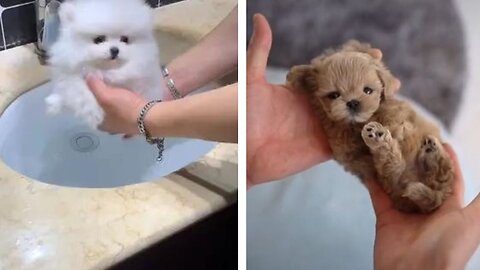 AWW Animals SOO Cute! Cute Baby Animal Videos