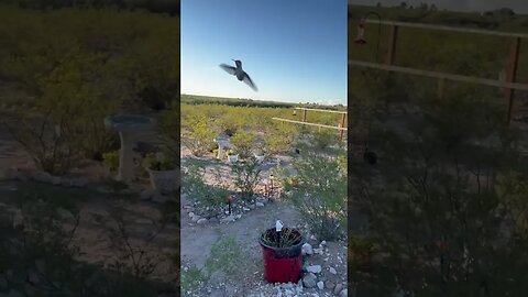 #videoaday Oct 9 #hummingbird on the homestead and digging trenches for septic