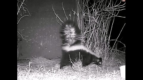 Striped Skunk Gathers Grass For Maternal Nest