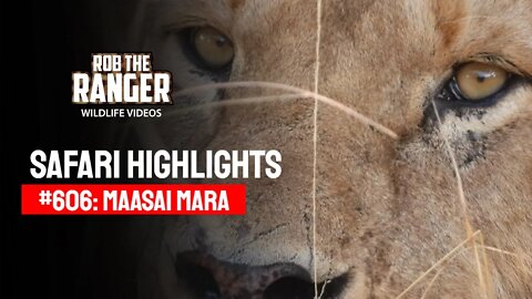 Safari Highlights #606: 04 - 05 August 2021 | Maasai Mara/Zebra Plains | Latest Wildlife Sightings