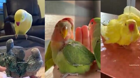 Super cute parrot live