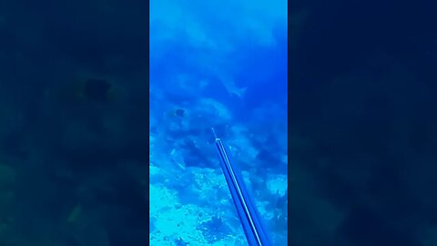🎣 Pesca da Barracuda - Apneia - Pesca submarina - Spearfishing 🌊🐟 #shorts #viral #pesca