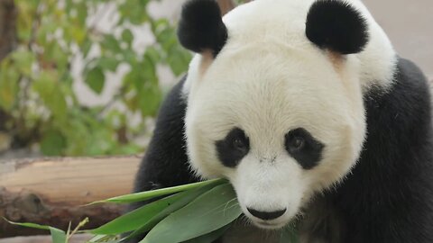 A panda's lunchtime: eating tree leaves