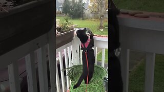 Black cat can’t jump 🥺