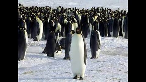 Thousands of emperor penguins killed in the Antarctic