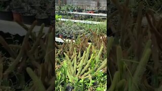 2 Cactus Farm Bansalan Philippines 2022