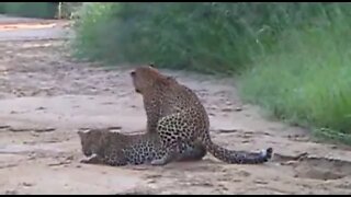 WILDlife: Leopards Pairing - Big Cats in Africa