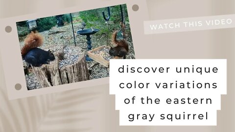 The Unique Color Variations of the Eastern Gray Squirrel