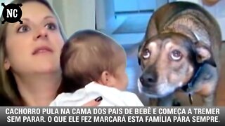 Cachorro pula na cama dos pais de bebê e começa a tremer sem parar. O que ele fez marcará