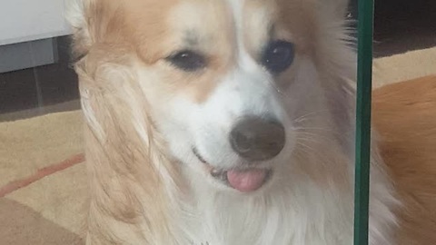 Corgi Has Trouble With The Concept Of A Glass Coffee Table